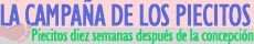 Questo progetto sostiene il diritto alla vita per l'uomo sin dal primo momento del concepimento! - Campaña de los piecitos de niños no natos que marchan. Estos niños aún no natos llaman la atención sobre su derecho de vida y recuerdan el escándalo de millones de abortos en todo el mundo durante un año.